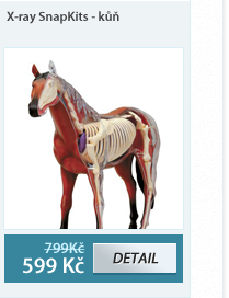 Anatomický model X-ray - kůň